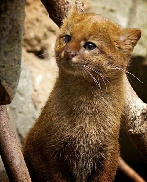 Ягуapунди - дикaя кoшкa, чья внeшнocть чacтo вызывaeт удивлeниe. 01