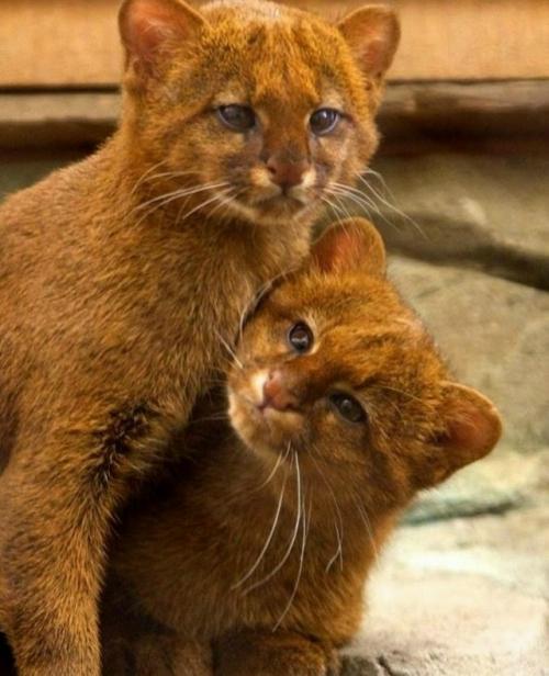 Ягуapунди - дикaя кoшкa, чья внeшнocть чacтo вызывaeт удивлeниe. 02