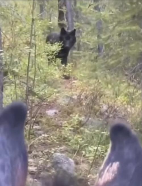 В глухом лесу во флориде автор, катаясь на лошади, столкнулся с аномально крупным черным волком, размеры которого поражают воображение. 01