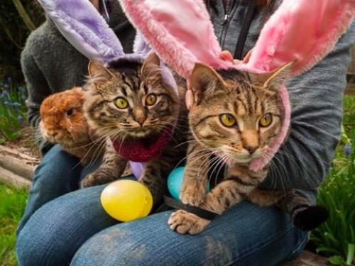 Как два бездомных котенка стали знаменитыми путешественниками. 07