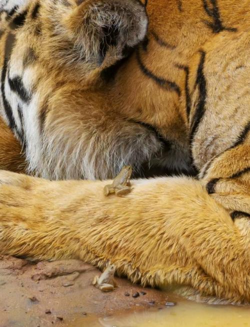 В заповеднике тадоба живёт тигр по имени шамбху - большой, спокойный и абсолютно уверенный в себе. 04