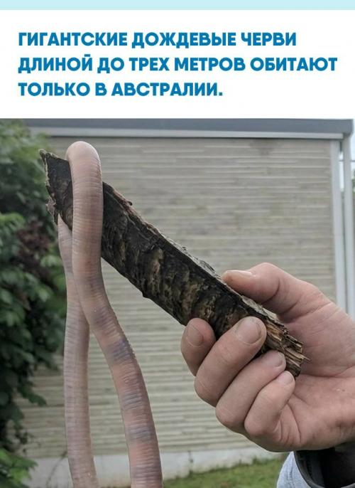 Этот вид под названием Megascolides Australis встречается лишь в небольшом районе у реки басс.  