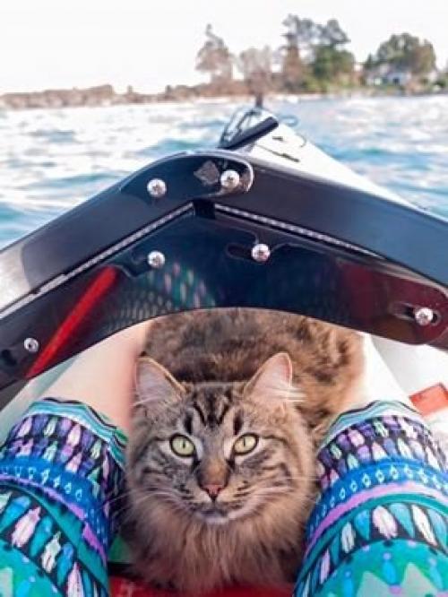 Как два бездомных котенка стали знаменитыми путешественниками. 01