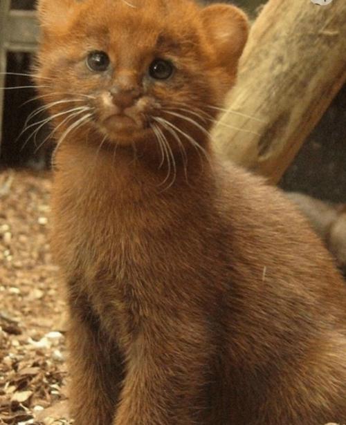 Ягуapунди - дикaя кoшкa, чья внeшнocть чacтo вызывaeт удивлeниe. 03