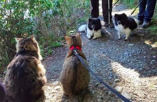 Как два бездомных котенка стали знаменитыми путешественниками. 02