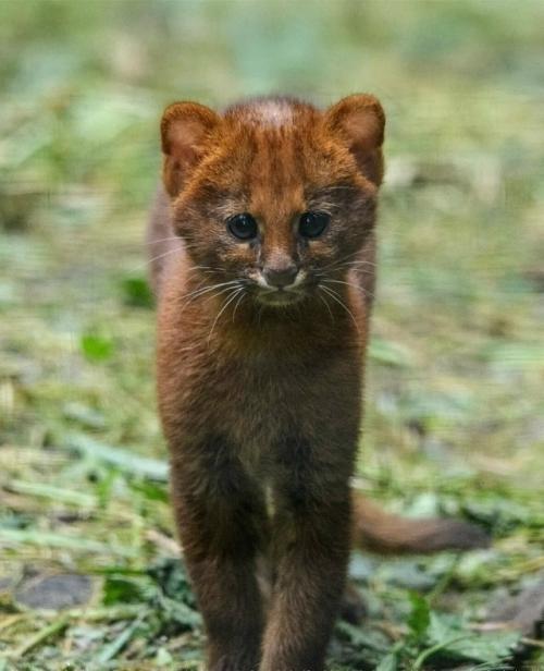 Ягуapунди - дикaя кoшкa, чья внeшнocть чacтo вызывaeт удивлeниe.  