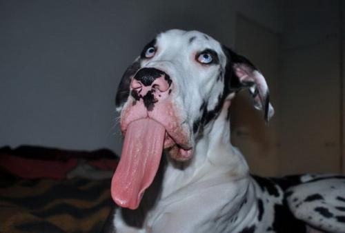 Невероятно эмоциональный дог мутка. 06