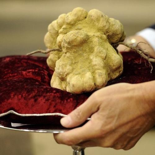 На китайском аукционе, продали белый трюфель за 330. 02