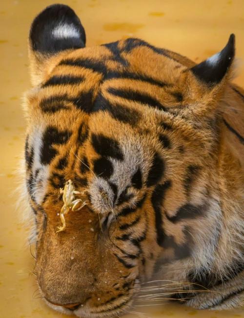 В заповеднике тадоба живёт тигр по имени шамбху - большой, спокойный и абсолютно уверенный в себе. 
