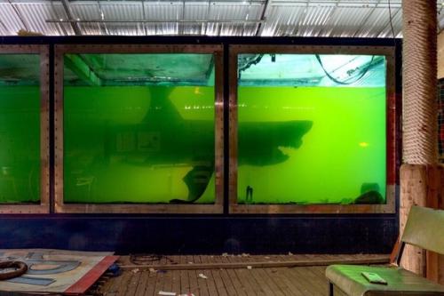 Умершая акула в аквариуме заброшенного парка дикой природы в Мельбурне, 2019.

