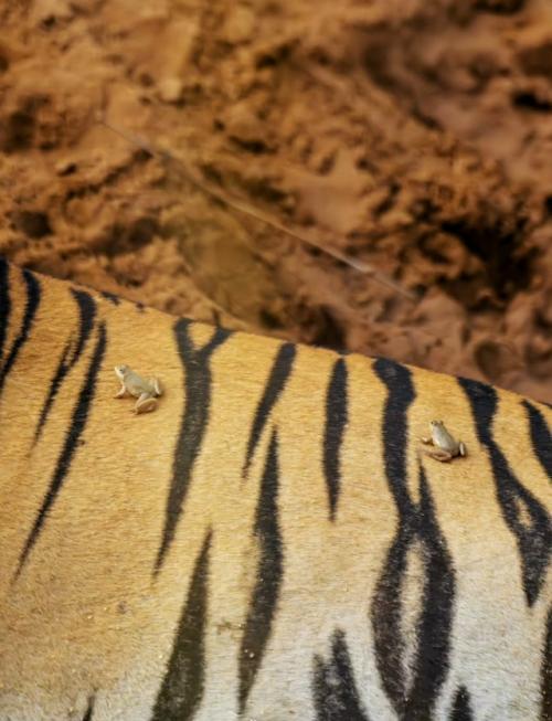 В заповеднике тадоба живёт тигр по имени шамбху - большой, спокойный и абсолютно уверенный в себе. 01