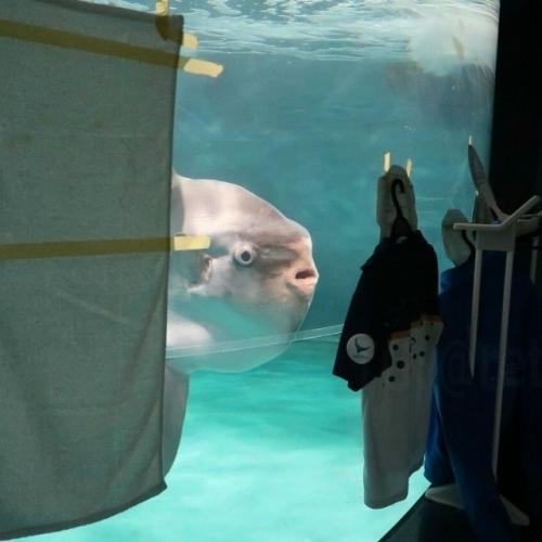 Сотрудники заметили, что она перестала есть и стала вести себя вяло. 02