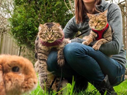 Как два бездомных котенка стали знаменитыми путешественниками. 06