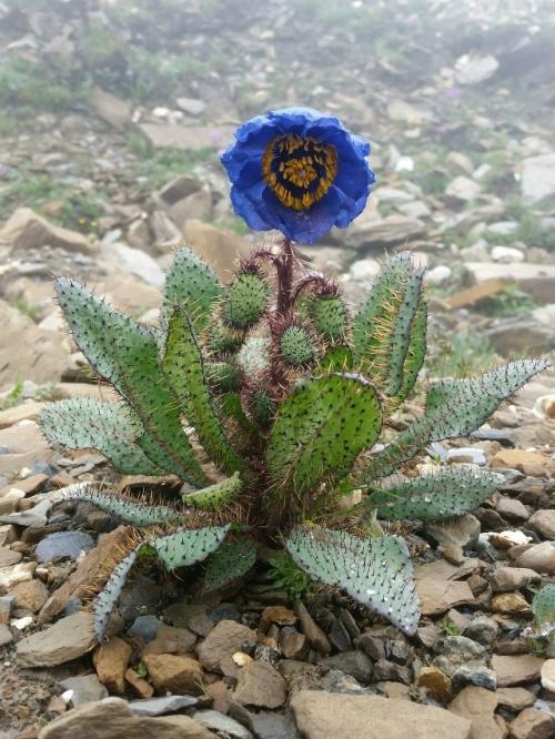 Этот цветок выглядит так, будто он сбежал из декораций к фильму 