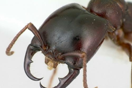 Такой способ используют местные жители в ряде регионов, когда рядом нет хирурга. 01