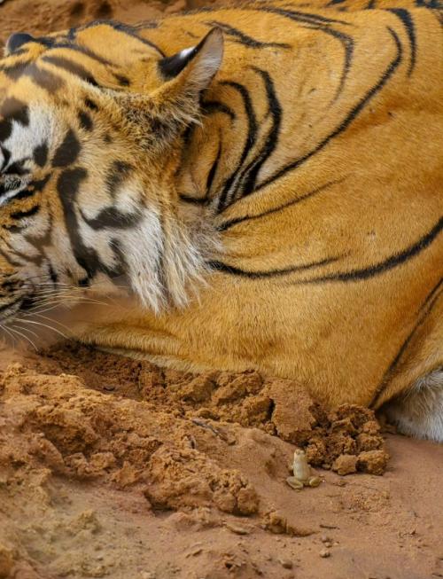 В заповеднике тадоба живёт тигр по имени шамбху - большой, спокойный и абсолютно уверенный в себе. 02