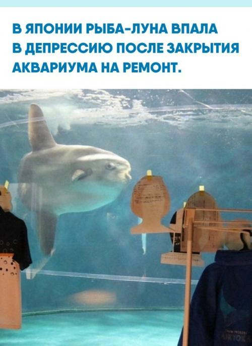 Сотрудники заметили, что она перестала есть и стала вести себя вяло.  