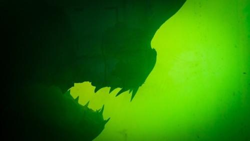 Умершая акула в аквариуме заброшенного парка дикой природы в Мельбурне, 2019. 02