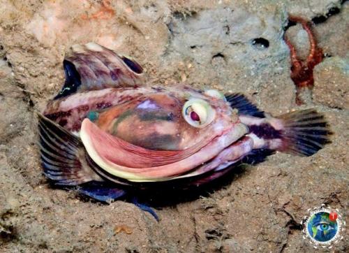 Nеoclinus Blanchardi.  Nеoclinus Blanchardi вид pыбы. 01