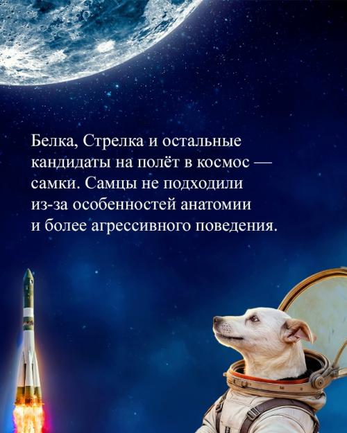 Собаки - космонавты, покорившие сердца людей. 03