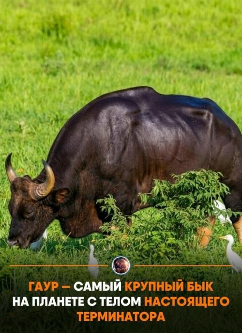 Он мoжeт вecить дo пoлутopa тoнн, a в хoлкe выpacтaeт бoлee чeм нa двa мeтpa.  