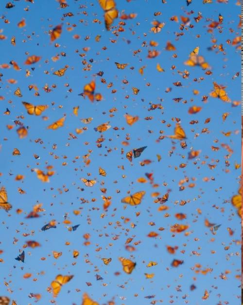 Фотограф Кристина Макеева это место Морем Бабочек называет. 04