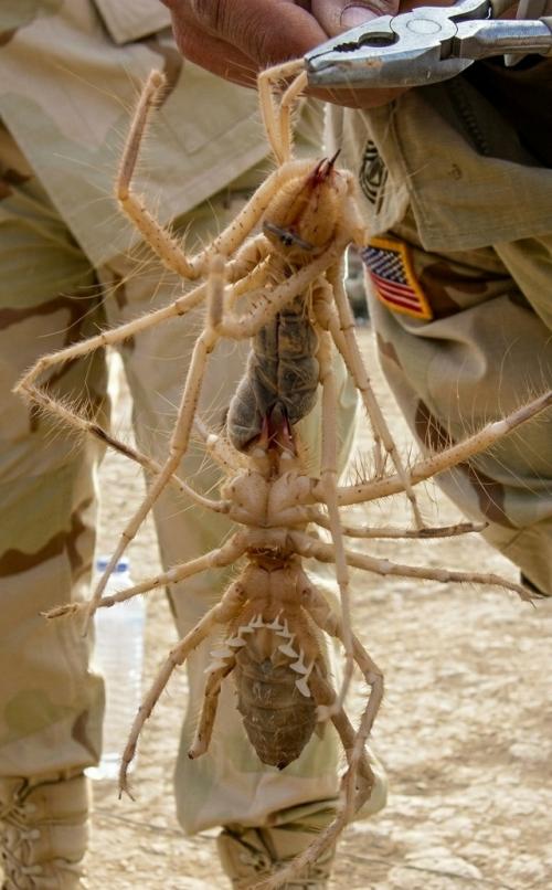 Это необычное и вызывающее страх существо живёт в тёплых пустынных и степных регионах, включая Кавказ, астраханскую область и Крым. 01