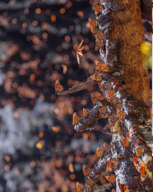 Фотограф Кристина Макеева это место Морем Бабочек называет. 08