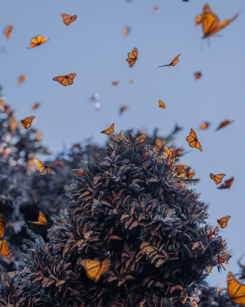 Фотограф Кристина Макеева это место Морем Бабочек называет. 01