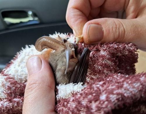 Ушастые Химки. Позвонили, сказали, что уже пару дней возле двери висит. 02 Ушастые Химки. Позвонили, сказали, что уже пару дней возле двери висит. 02