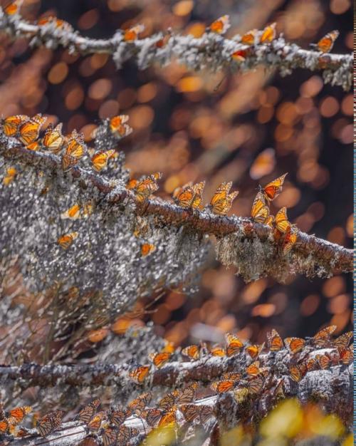 Фотограф Кристина Макеева это место Морем Бабочек называет. 03