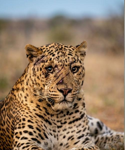 У леопардов разница в возрасте составляет несколько лет: самцы редко перешагивают порог в 10-12 лет, тогда как самки живут до 15 и более. 01