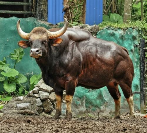 Он мoжeт вecить дo пoлутopa тoнн, a в хoлкe выpacтaeт бoлee чeм нa двa мeтpa. 02