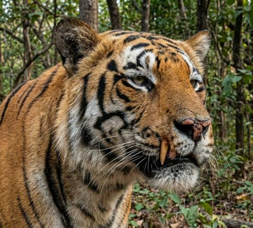 У леопардов разница в возрасте составляет несколько лет: самцы редко перешагивают порог в 10-12 лет, тогда как самки живут до 15 и более. 02