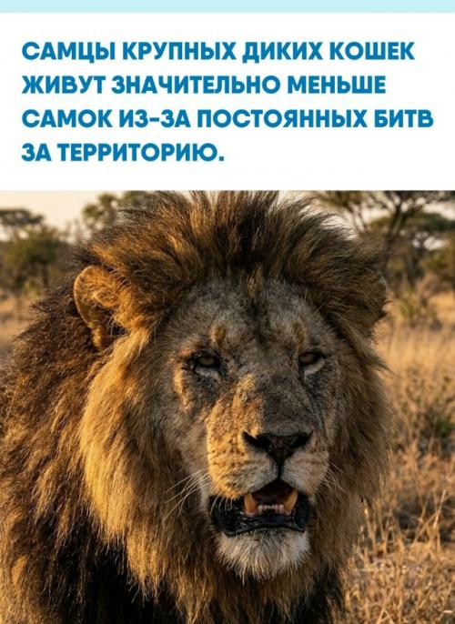 У леопардов разница в возрасте составляет несколько лет: самцы редко перешагивают порог в 10-12 лет, тогда как самки живут до 15 и более.  