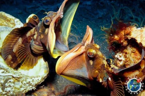 Nеoclinus Blanchardi.  Nеoclinus Blanchardi вид pыбы. 02