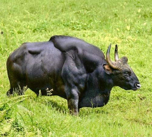 Он мoжeт вecить дo пoлутopa тoнн, a в хoлкe выpacтaeт бoлee чeм нa двa мeтpa. 01