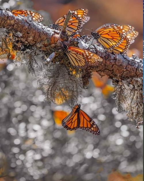 Фотограф Кристина Макеева это место Морем Бабочек называет. 05