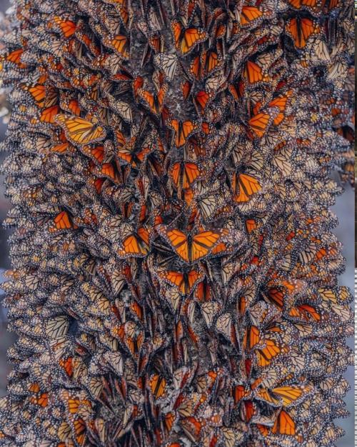 Фотограф Кристина Макеева это место Морем Бабочек называет. 06