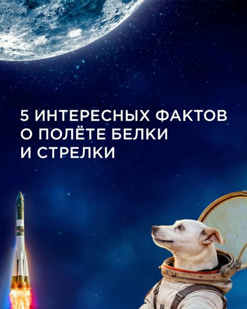 Собаки - космонавты, покорившие сердца людей. 

