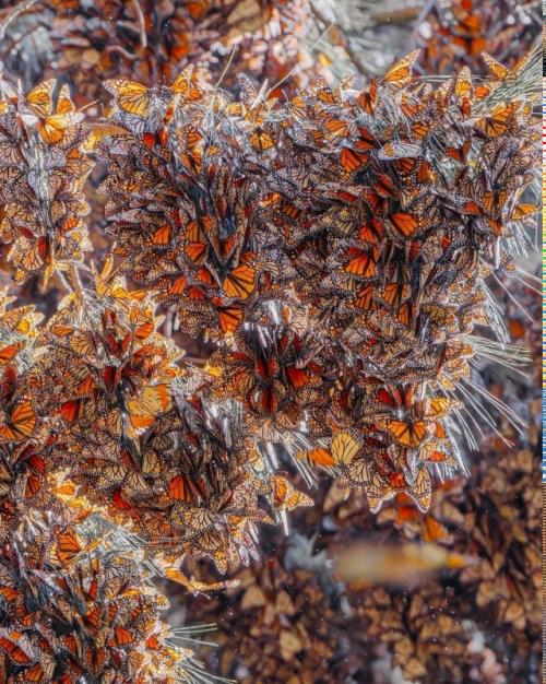 Фотограф Кристина Макеева это место Морем Бабочек называет. 07