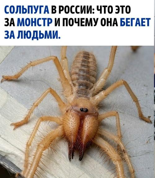 Это необычное и вызывающее страх существо живёт в тёплых пустынных и степных регионах, включая Кавказ, астраханскую область и Крым.  