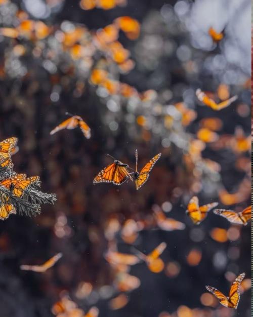 Фотограф Кристина Макеева это место Морем Бабочек называет. 02