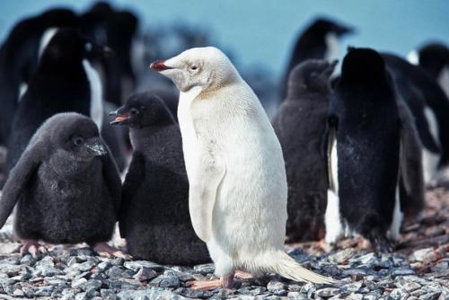 Белый, хвостатый: как выглядят животные - альбиносы. 01