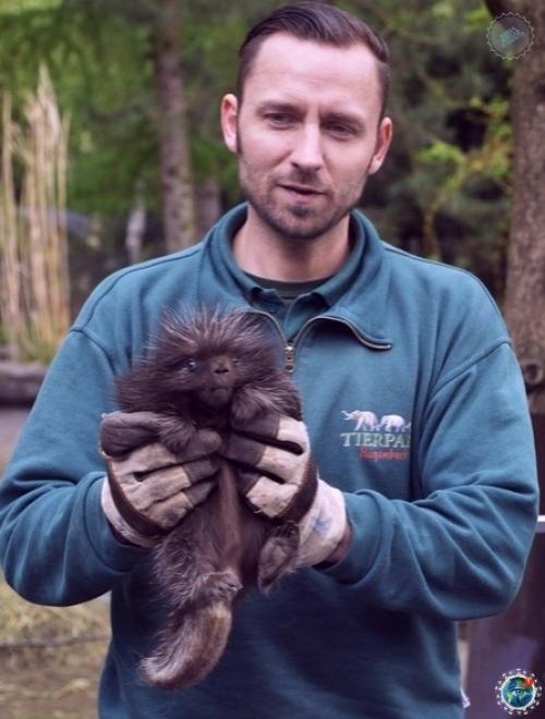 Дeтeныш дикобpaзa в зooпаpкe амбуpга. 02