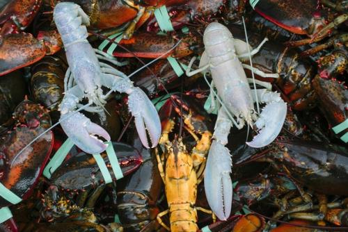 Белый, хвостатый: как выглядят животные - альбиносы. 08