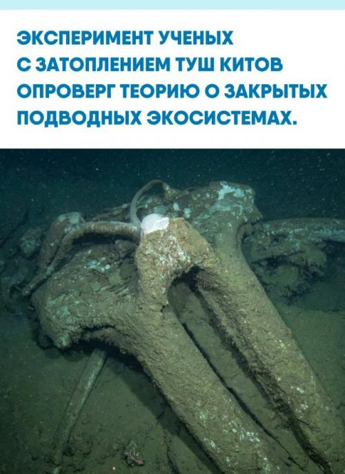 Исследователи Mbari в течение шести лет изучали пять мертвых китов, затопленных в каньоне монтерей на разной глубине.  