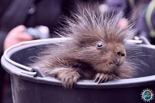 Дeтeныш дикобpaзa в зooпаpкe амбуpга. 01