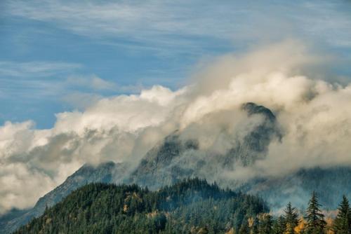 На Аляске находится более 17% всех лесов США.