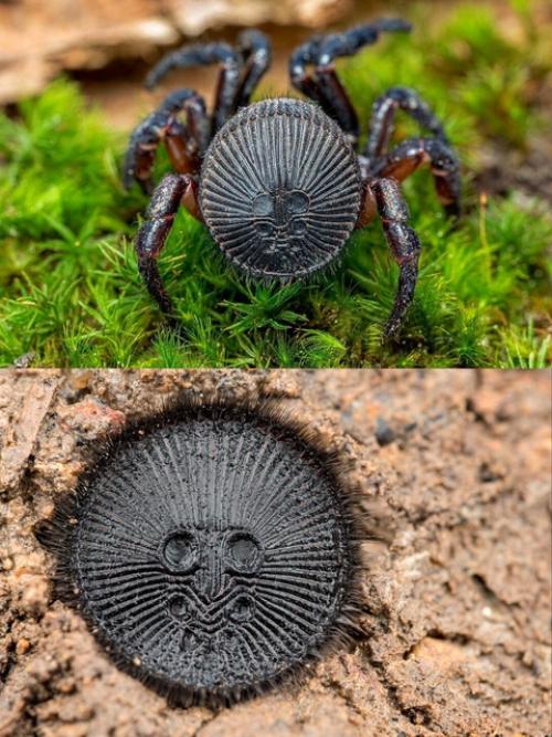 Зачем самый древний паук на планете на себе Печать носит? 01 Зачем самый древний паук на планете на себе Печать носит? 01